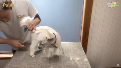 口輪もできない『噛みつき犬』をトリミングしたら…少しずつ"心を開いていく"様子が41万再生「神ですか？」「尊敬する」と賞賛の声続々