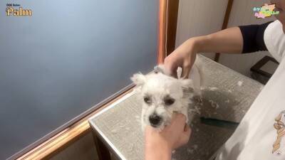 口輪もできない『噛みつき犬』をトリミングしたら…少しずつ"心を開いていく"様子が41万再生「神ですか？」「尊敬する」と賞賛の声続々