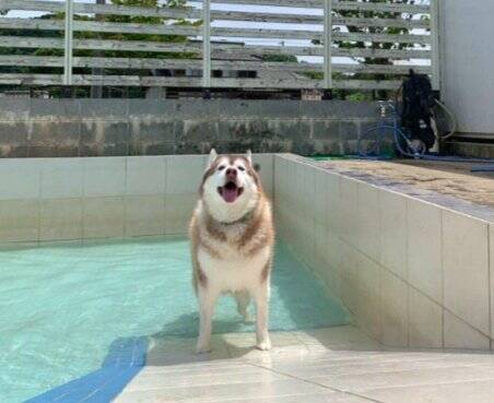 ハスキー犬がプールに入った結果…まさかの『別の犬種』になる光景が172万表示「シベリアンコーギーは草」「光の屈折で脚がｗ」と爆笑