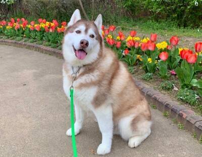 ハスキー犬がプールに入った結果…まさかの『別の犬種』になる光景が172万表示「シベリアンコーギーは草」「光の屈折で脚がｗ」と爆笑