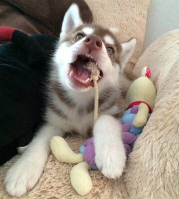 ハスキー犬がプールに入った結果…まさかの『別の犬種』になる光景が172万表示「シベリアンコーギーは草」「光の屈折で脚がｗ」と爆笑