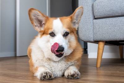 犬が『口の周り』を舐めているときの理由4つ　仕草に隠された心理から確認すべきことまで