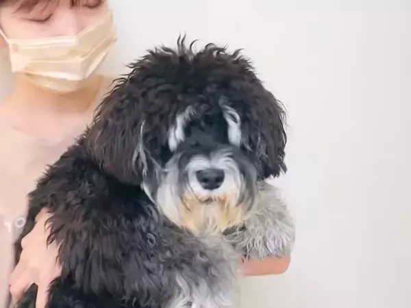 顔が見えないほど『モサモサな犬』をトリミングした結果→想定外な『別犬級のビフォーアフター』が話題「テディベア」「白い眉毛が可愛らしい」