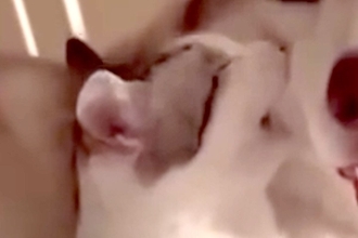 子猫と添い寝する大型犬→突然頬を噛まれ『怒るかな』と思いきや…『まさかの光景』に母性あふれてると88万再生「愛おしそうな顔」「相思相愛」