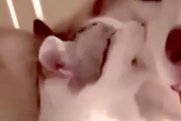 子猫と添い寝する大型犬→突然頬を噛まれ『怒るかな』と思いきや…『まさかの光景』に母性あふれてると88万再生「愛おしそうな顔」「相思相愛」