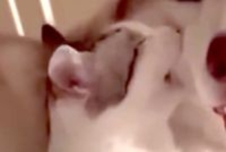 子猫と添い寝する大型犬→突然頬を噛まれ『怒るかな』と思いきや…『まさかの光景』に母性あふれてると88万再生「愛おしそうな顔」「相思相愛」