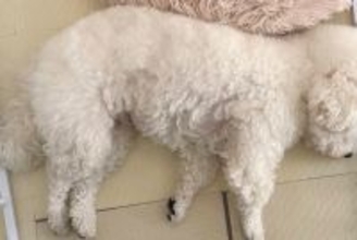 ケージに頭をくっつけて眠るふわふわ犬→よく見てみると…もはや柵の外に出ている光景に反響「頭から柵が生えてる」「可愛すぎるｗｗ」と絶賛の声