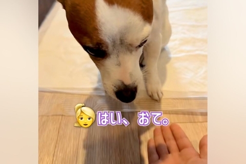『お手』と伝えても言うことをきかない犬→横で見ていた姉犬が…思いもよらない『まさかの行動』に称賛の声「ほんとに健気」「表情が良すぎる」