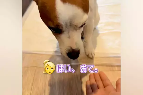 『お手』と伝えても言うことをきかない犬→横で見ていた姉犬が…思いもよらない『まさかの行動』に称賛の声「ほんとに健気」「表情が良すぎる」