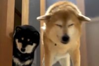 一週間の旅行から帰宅→『ただいま』と言うと、2匹の犬が…愛に溢れた『再会と歓迎』が22万再生「ドタドタ音が愛おしい」「耳可愛すぎる」