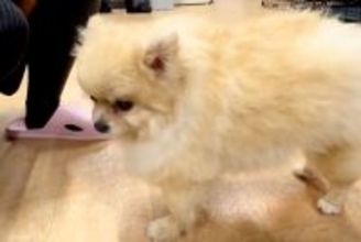 4年間、繁殖犬として酷使されたワンコ→とても寂しい顔をしていて…涙が止まらない『1年の成長の軌跡』に反響「運命の出会い」「尊すぎる」