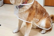 『透明のカッパ』を買ったので、犬に着せてみた結果…『アイドルのデビュー衣装』のような光景と『表情』に7万いいね「決意固めた顔してて草」
