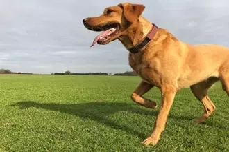 犬の足にあらわれる『危険な症状』5選　見逃したくない病気のサインとは？