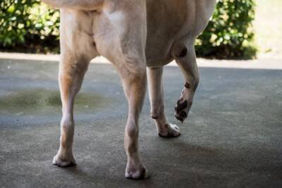犬の足にあらわれる『危険な症状』5選　見逃したくない病気のサインとは？