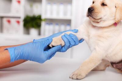 犬の足にあらわれる『危険な症状』5選　見逃したくない病気のサインとは？