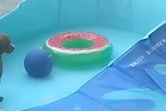 プールの水をすべて抜いた結果→楽しく遊んでいた犬が『絶望』してしまい…この世の終わりな光景が41万再生「子供みたい」「背中の哀愁ｗｗ」