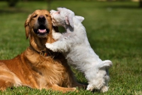小型犬と大型犬では『年の取り方』が違う？シニアとされる年齢の目安とは
