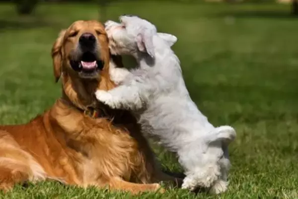 小型犬と大型犬では『年の取り方』が違う？シニアとされる年齢の目安とは