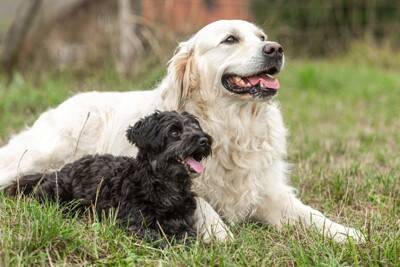 小型犬と大型犬では『年の取り方』が違う？シニアとされる年齢の目安とは