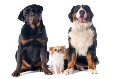 小型犬と大型犬では『年の取り方』が違う？シニアとされる年齢の目安とは