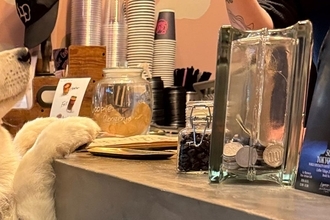 『カフェラテ、ひとつください』大型犬がカフェのカウンターで…仕事にならない『お客さん』に悶絶「上目遣いで最高」「本当に注文してる？ｗ」