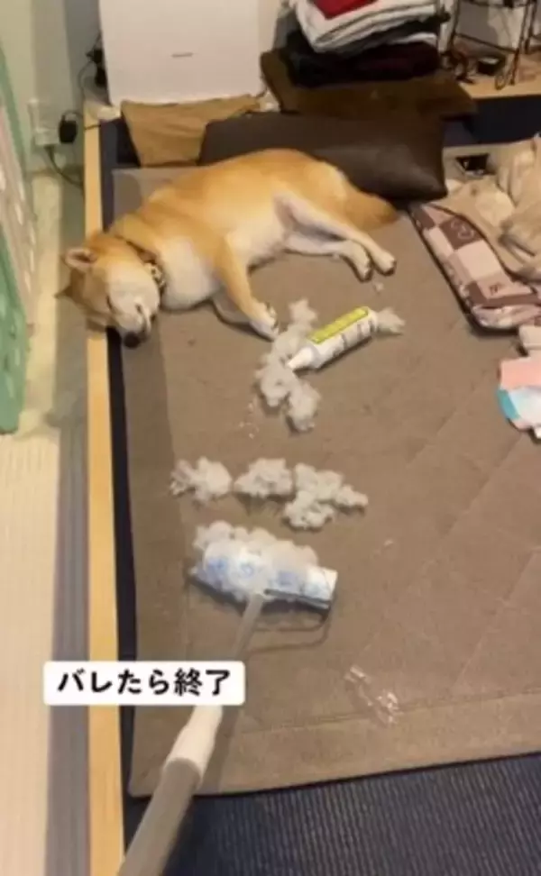『片付けすると怒る犬』バレずにコロコロできるかやってみた結果…410万再生されたシュールな光景に「コロコロの限界を見た」