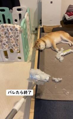 『片付けすると怒る犬』バレずにコロコロできるかやってみた結果…410万再生されたシュールな光景に「コロコロの限界を見た」