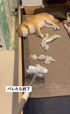 『片付けすると怒る犬』バレずにコロコロできるかやってみた結果…410万再生されたシュールな光景に「コロコロの限界を見た」