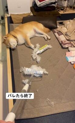 『片付けすると怒る犬』バレずにコロコロできるかやってみた結果…410万再生されたシュールな光景に「コロコロの限界を見た」