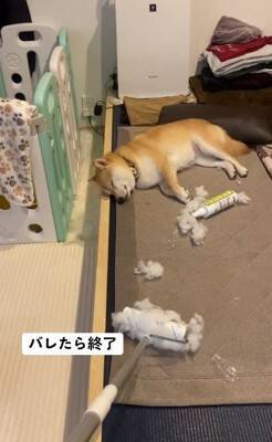 『片付けすると怒る犬』バレずにコロコロできるかやってみた結果…410万再生されたシュールな光景に「コロコロの限界を見た」