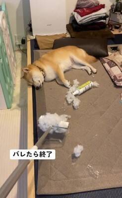 『片付けすると怒る犬』バレずにコロコロできるかやってみた結果…410万再生されたシュールな光景に「コロコロの限界を見た」