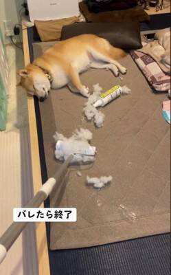 『片付けすると怒る犬』バレずにコロコロできるかやってみた結果…410万再生されたシュールな光景に「コロコロの限界を見た」