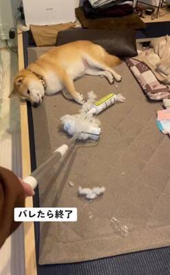 『片付けすると怒る犬』バレずにコロコロできるかやってみた結果…410万再生されたシュールな光景に「コロコロの限界を見た」