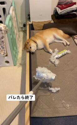 『片付けすると怒る犬』バレずにコロコロできるかやってみた結果…410万再生されたシュールな光景に「コロコロの限界を見た」