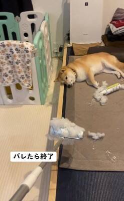 『片付けすると怒る犬』バレずにコロコロできるかやってみた結果…410万再生されたシュールな光景に「コロコロの限界を見た」