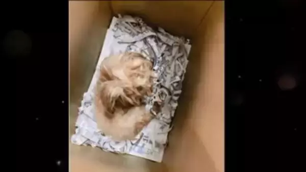 生まれてから2年間『段ボールの中』しか知らなかった犬…飼育放棄の過去と『現在までの軌跡』に涙「言葉が出ないほど悲しい」「大泣きした」