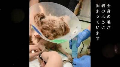 生まれてから2年間『段ボールの中』しか知らなかった犬…飼育放棄の過去と『現在までの軌跡』に涙「言葉が出ないほど悲しい」「大泣きした」