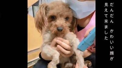 生まれてから2年間『段ボールの中』しか知らなかった犬…飼育放棄の過去と『現在までの軌跡』に涙「言葉が出ないほど悲しい」「大泣きした」