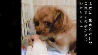 生まれてから2年間『段ボールの中』しか知らなかった犬…飼育放棄の過去と『現在までの軌跡』に涙「言葉が出ないほど悲しい」「大泣きした」