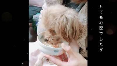 生まれてから2年間『段ボールの中』しか知らなかった犬…飼育放棄の過去と『現在までの軌跡』に涙「言葉が出ないほど悲しい」「大泣きした」