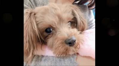 生まれてから2年間『段ボールの中』しか知らなかった犬…飼育放棄の過去と『現在までの軌跡』に涙「言葉が出ないほど悲しい」「大泣きした」