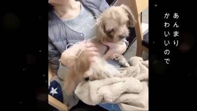 生まれてから2年間『段ボールの中』しか知らなかった犬…飼育放棄の過去と『現在までの軌跡』に涙「言葉が出ないほど悲しい」「大泣きした」