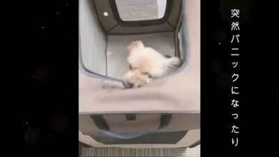 生まれてから2年間『段ボールの中』しか知らなかった犬…飼育放棄の過去と『現在までの軌跡』に涙「言葉が出ないほど悲しい」「大泣きした」