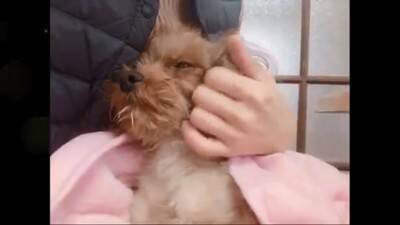 生まれてから2年間『段ボールの中』しか知らなかった犬…飼育放棄の過去と『現在までの軌跡』に涙「言葉が出ないほど悲しい」「大泣きした」