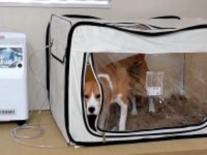 犬に『酸素室に入れたらオヤツをあげる』と教えた結果…思いもよらない『まさかの副作用』に爆笑「新しい特技」「賢くて悪知恵も働くのかな」