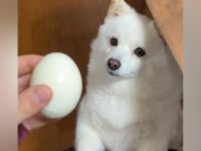 『ゆで卵』を犬に見せた結果→『どうしてもほしい』と訴えて…可愛すぎる『必死な要求』が196万再生「絶妙に届かないｗ」「ゆで卵どっち？」