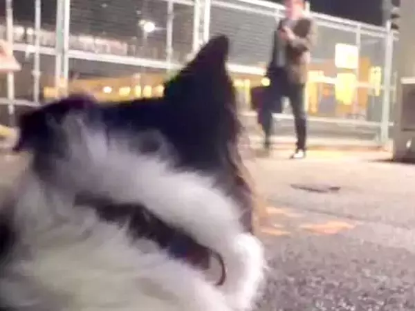 息子を迎えに大型犬と一緒に駅まで行ったら→突然『知らない男性』に声をかけられ…思わず感動する『まさかの展開』が60万再生「泣ける…」