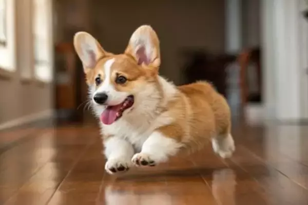 犬にとって危険な『室内の遊び』5選　今すぐ止めるべき飼い主の絶対NG行為とは？