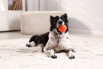 犬にとって危険な『室内の遊び』5選　今すぐ止めるべき飼い主の絶対NG行為とは？