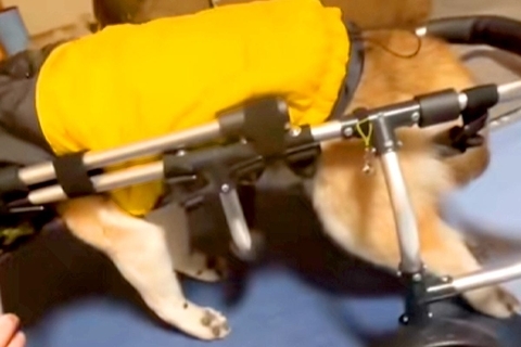 おじいちゃん犬が『歩行器デビュー』をした結果→歩くかと思いきや…想定外だった『まさかの光景』に爆笑の声「浮遊してるｗｗ」「面白すぎ」
